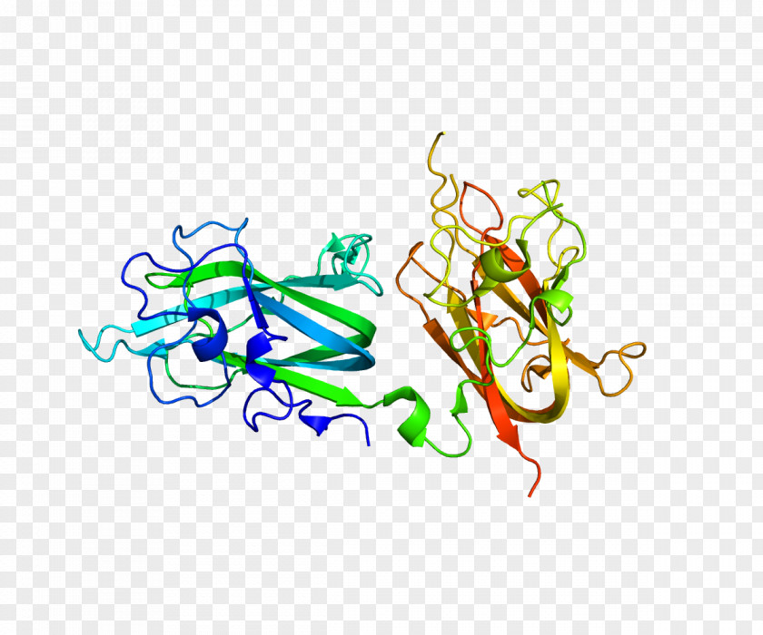 Neuropilin 2 1 Protein Semaphorin PNG