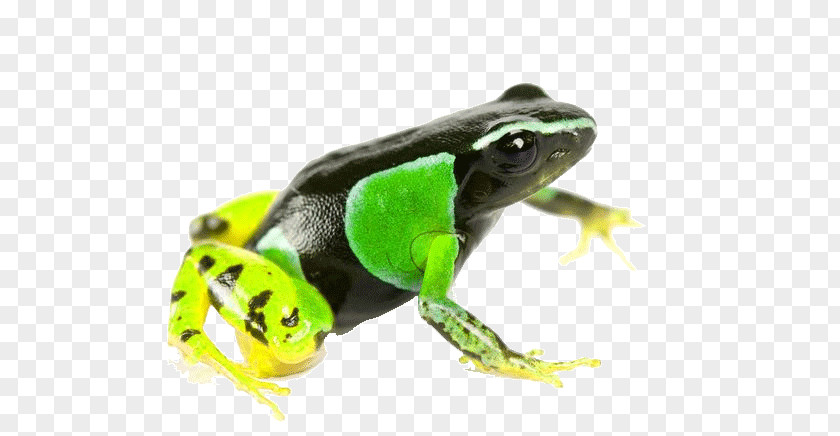 Poison Dart Frog American Bullfrog Tree The Photo Ark: One Man's Quest To Document World's Animals PNG