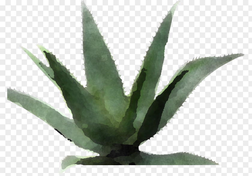 Aloe Vera PNG