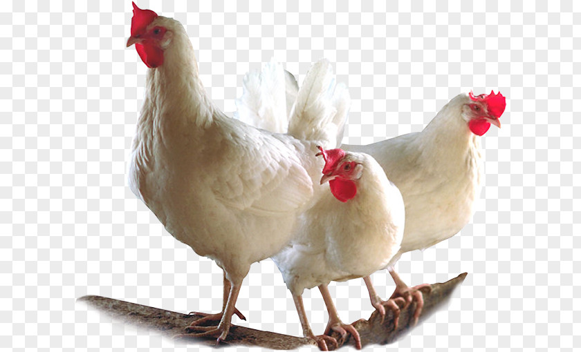 Chicken Broiler Bird Poultry Farming PNG