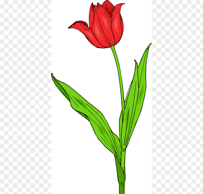 FLOWERCLIPART Tulipa Gesneriana Flower Free Content Clip Art PNG