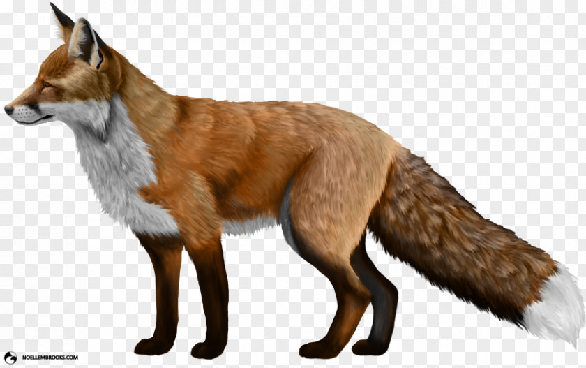 Fox Domesticated Red Clip Art PNG