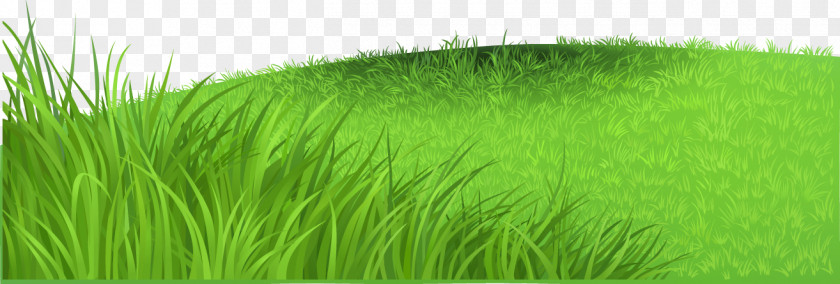 Fresh Meadow Grass Vetiver Wheatgrass Horse Lawn Book PNG