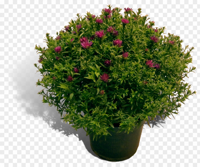 Blooming Lilies Aster Shrub English Yew Plants Flowerpot PNG