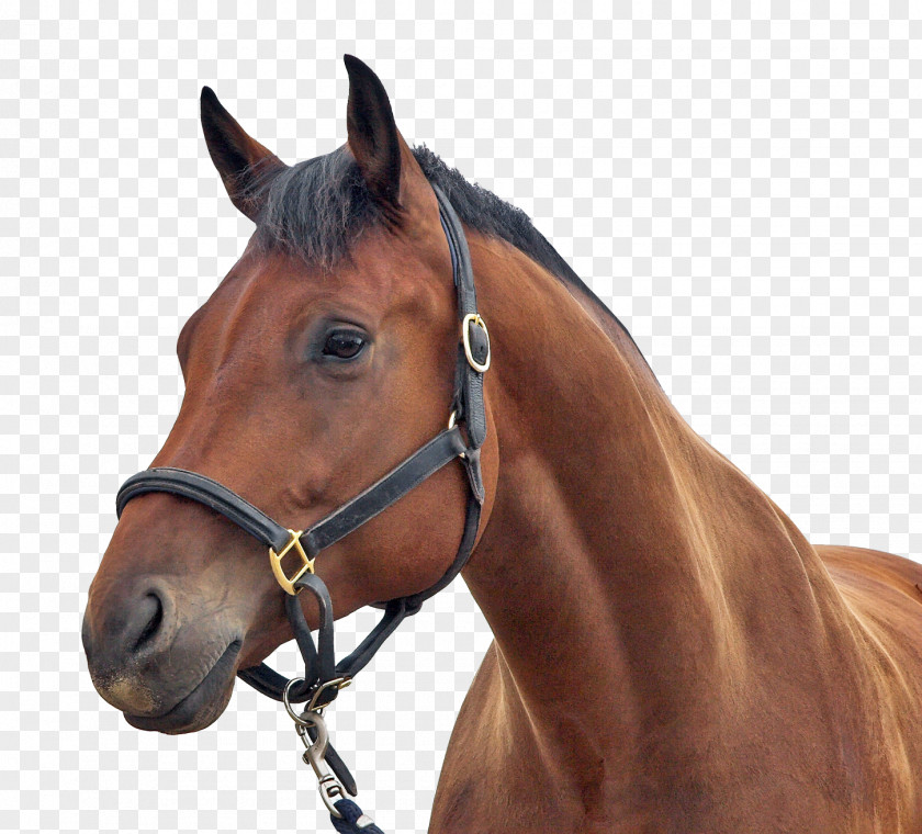 Horse Transparent Sound Effect YouTube Freesound PNG