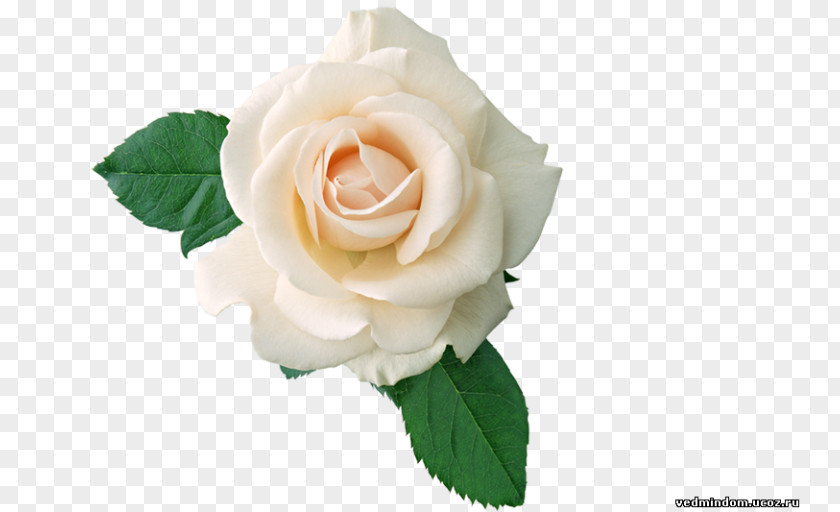 Rose Essence Of Roses Clip Art PNG