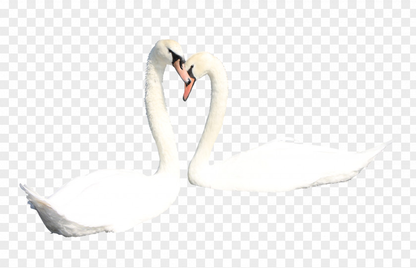 Two White Swans Mute Swan Duck Bird PNG