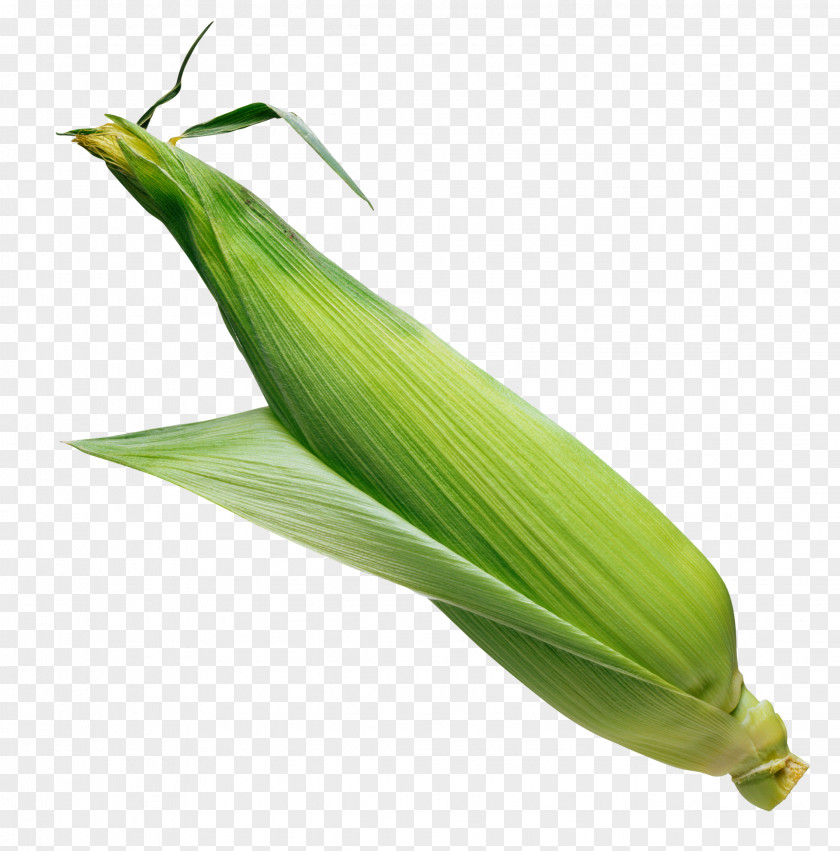 Corn Image Flint Sweet PNG