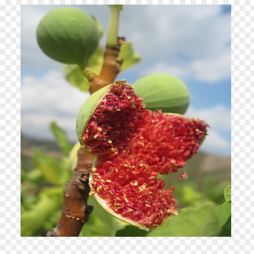 Fig Photography Fruit PNG