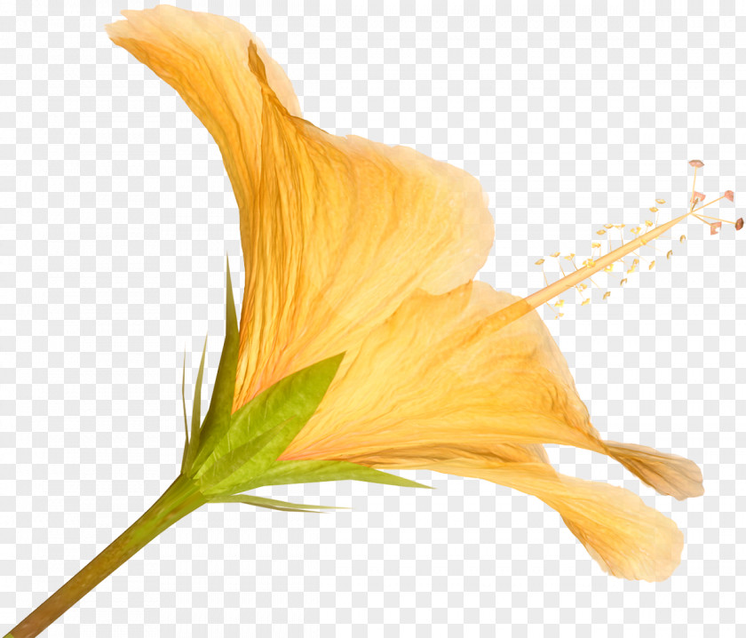 Flower Clipper Desktop Wallpaper Image Clip Art PNG