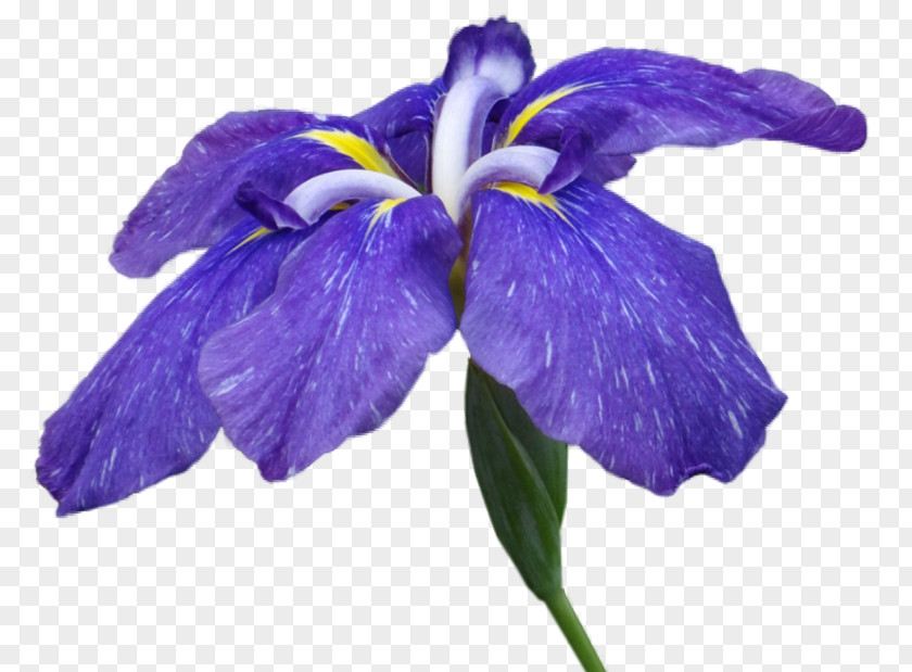 Flower Irises Petal Clip Art PNG