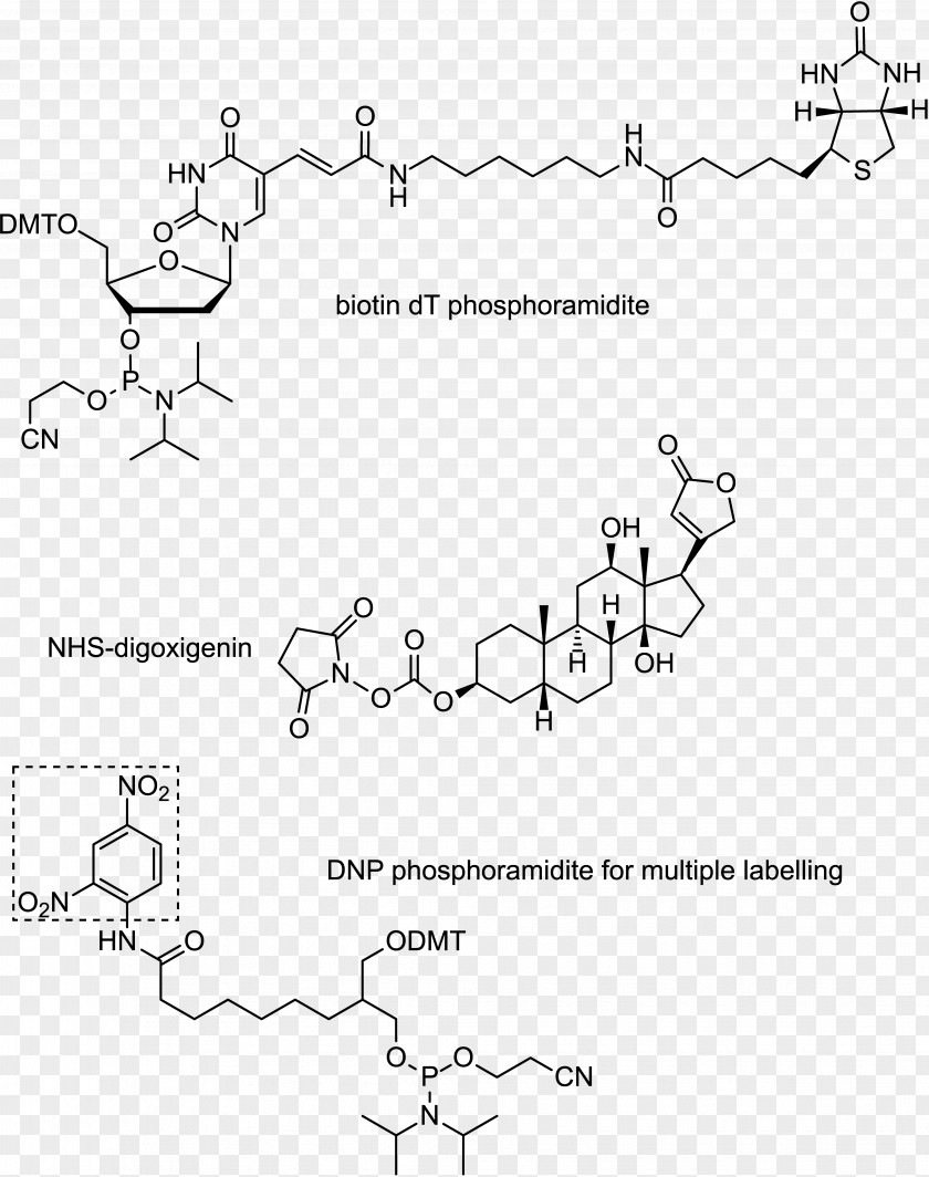 Oligonucleotide Digoxigenin DNA RNA Massive Parallel Sequencing PNG