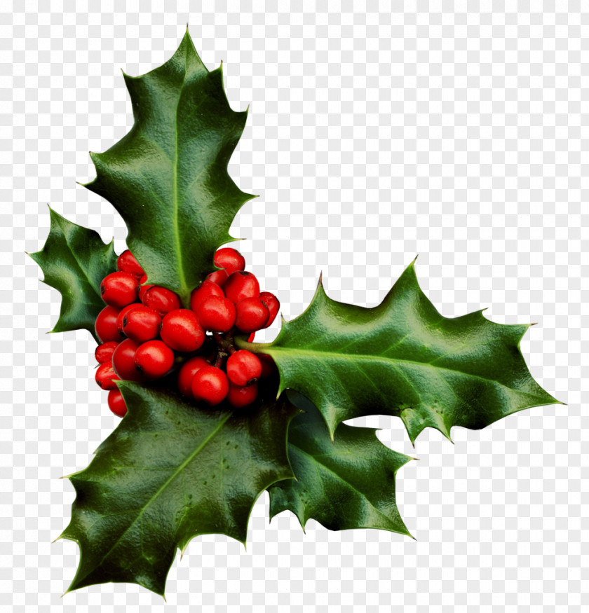 Berries Stock Photography Common Holly Desktop Wallpaper Clip Art PNG