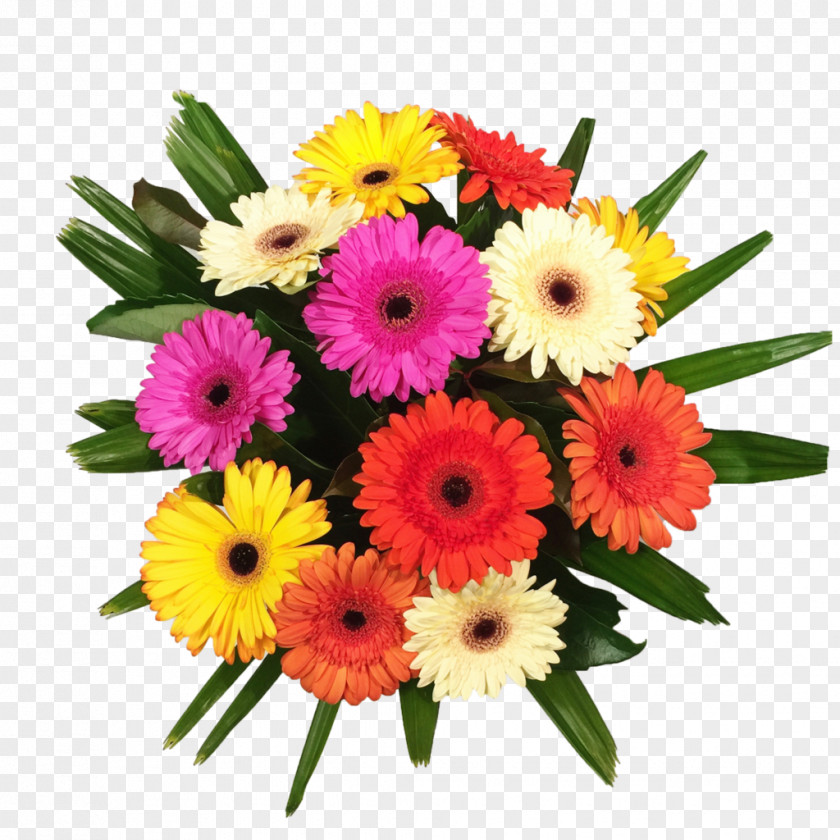 Flower Transvaal Daisy Floral Design Bouquet Cut Flowers PNG