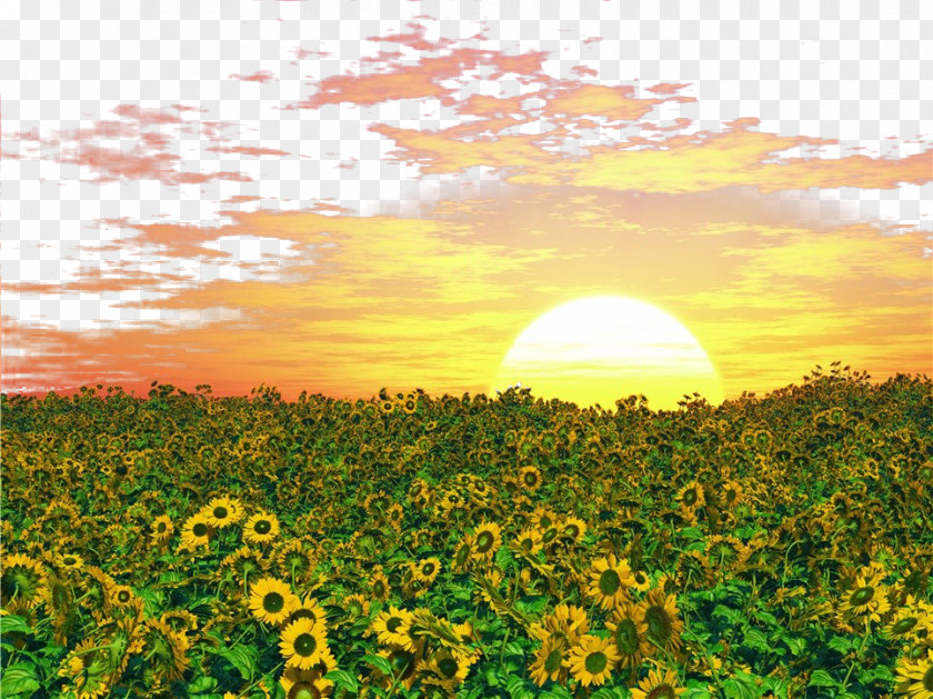 Golden Sunshine Common Sunflower Photography Illustration PNG