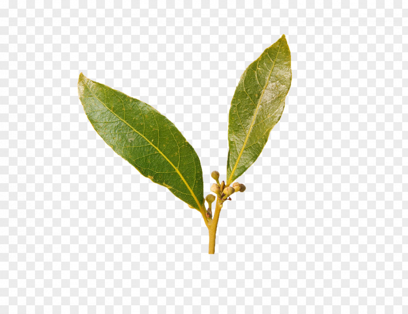 Tea Green Bay Laurel Leaf Spice PNG