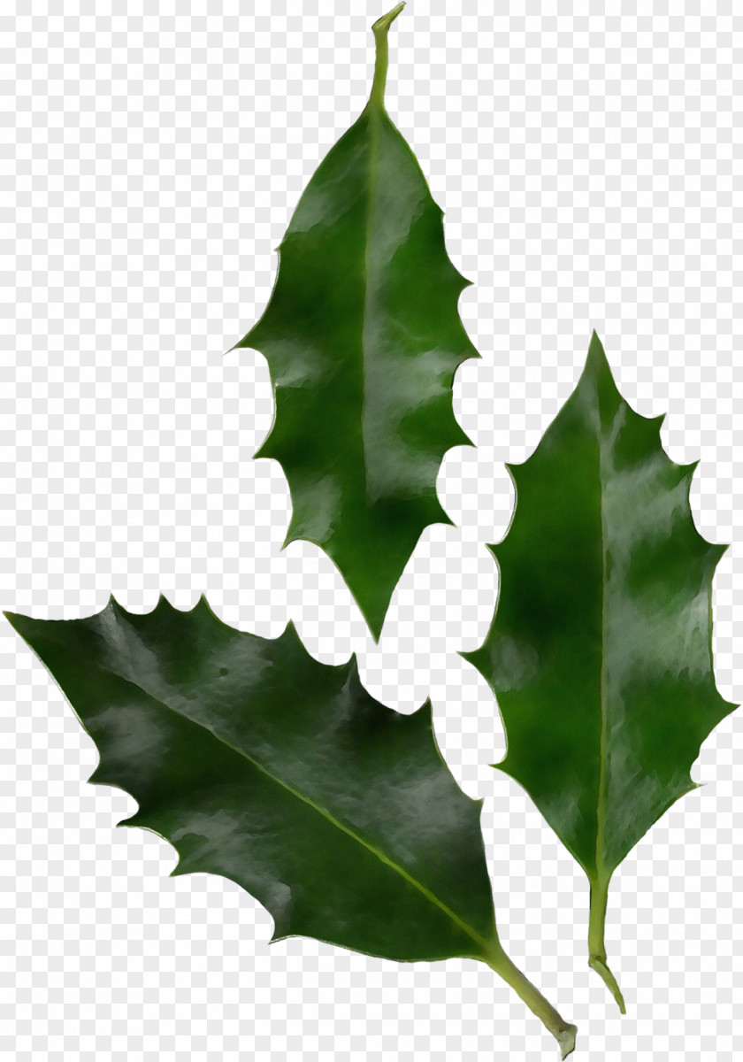 Vascular Plant Black Oak Tree Leaf PNG