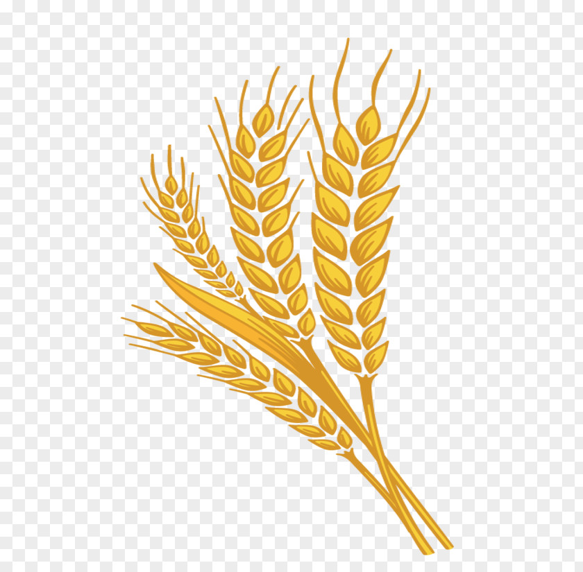 Wheat Grasses Font Plant Stem Line Grain PNG