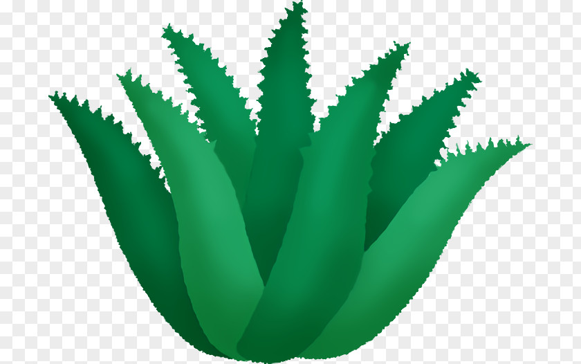 Aloe Vera PNG