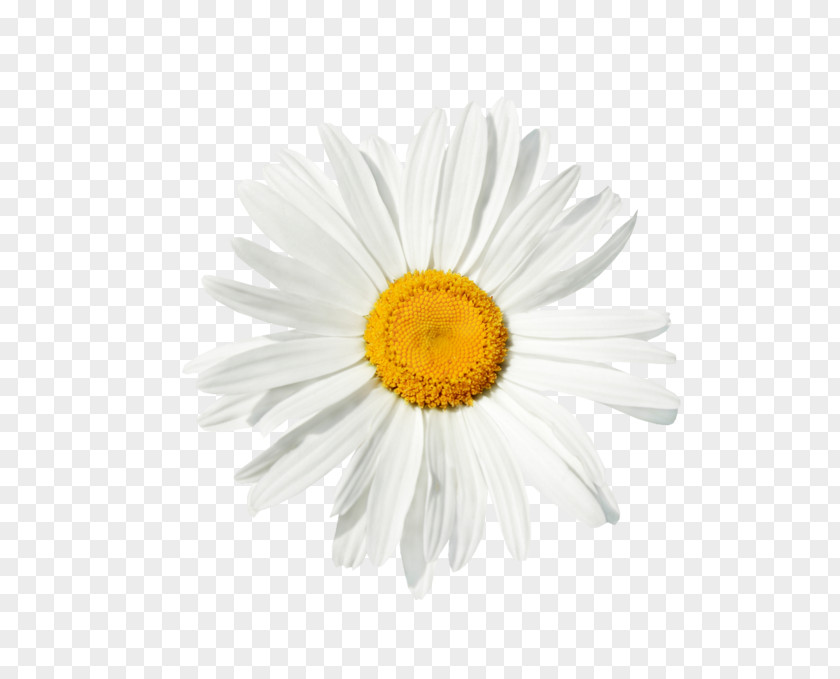 Chamomile Common Daisy Stock Photography Royalty-free PNG