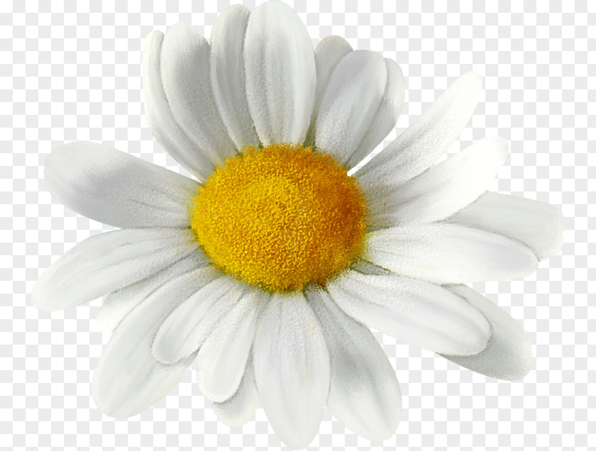 Chrysanthemum Common Daisy Oxeye Family PNG