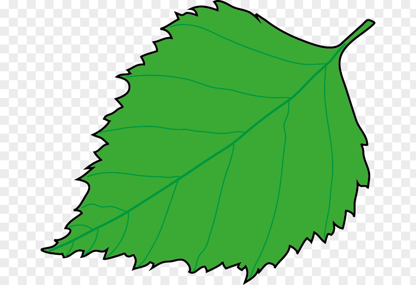 Monstera Leaf Plant Stem Tree Clip Art PNG