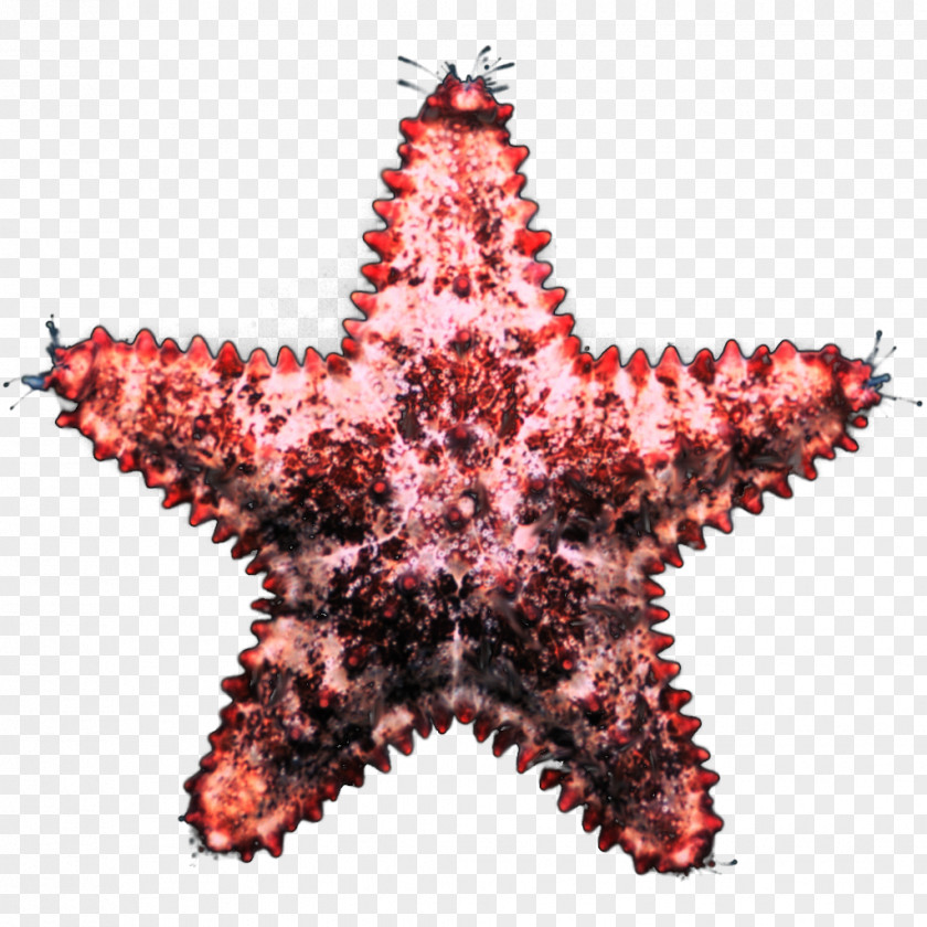 Award Marine Invertebrates Starfish Echinoderm Christmas Ornament PNG