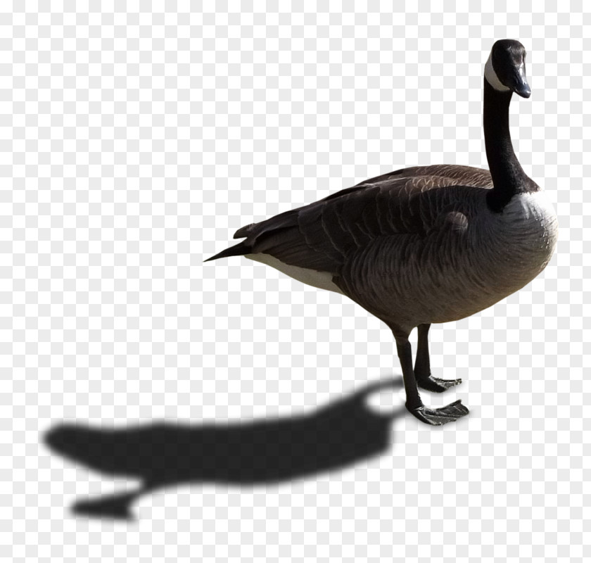 Goose Canada Duck Bird PNG