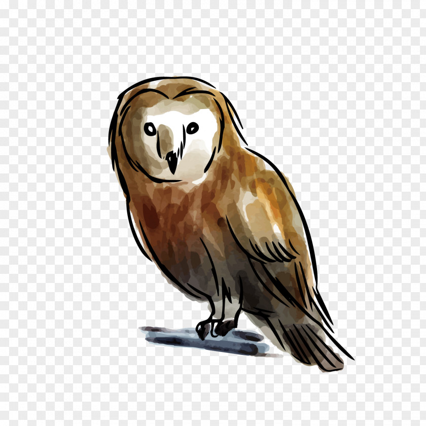 Grey Owl PNG