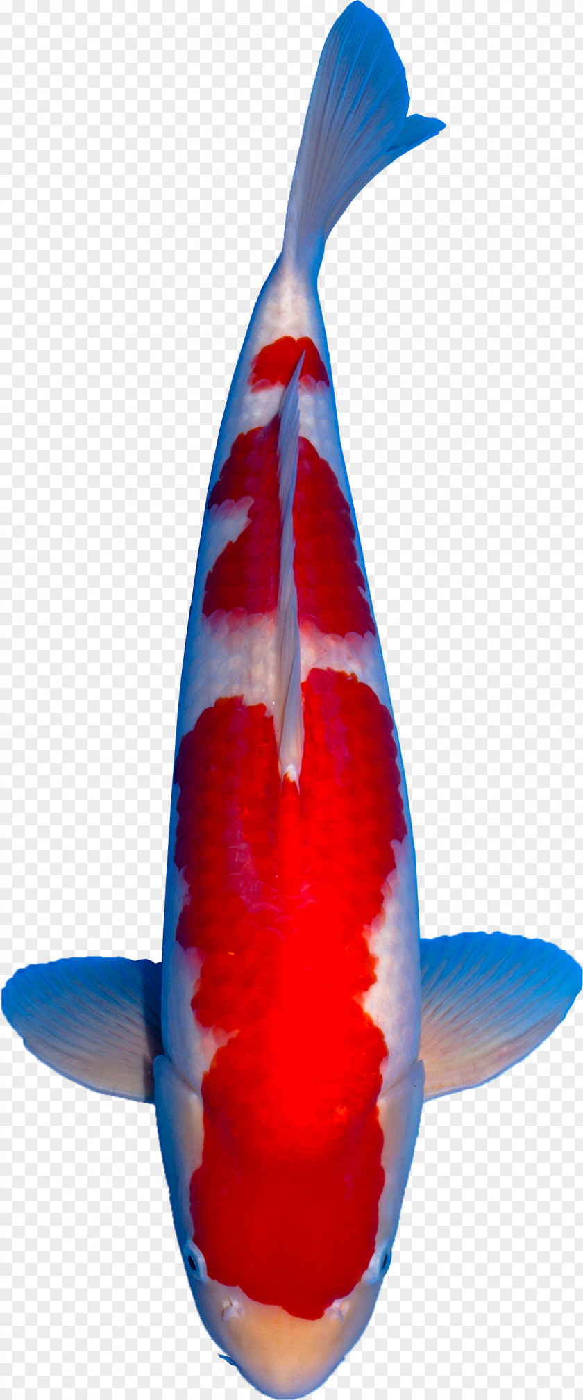 Koi Cobalt Blue Fish PNG