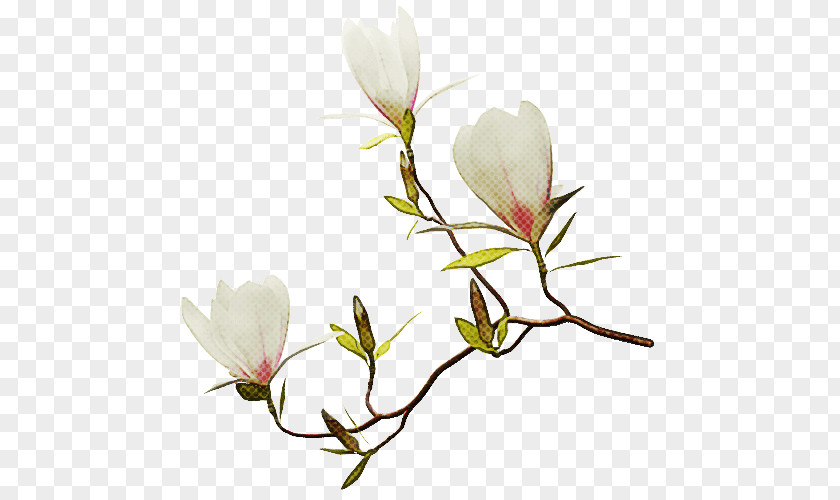 Southern Magnolia Crocus Flower PNG