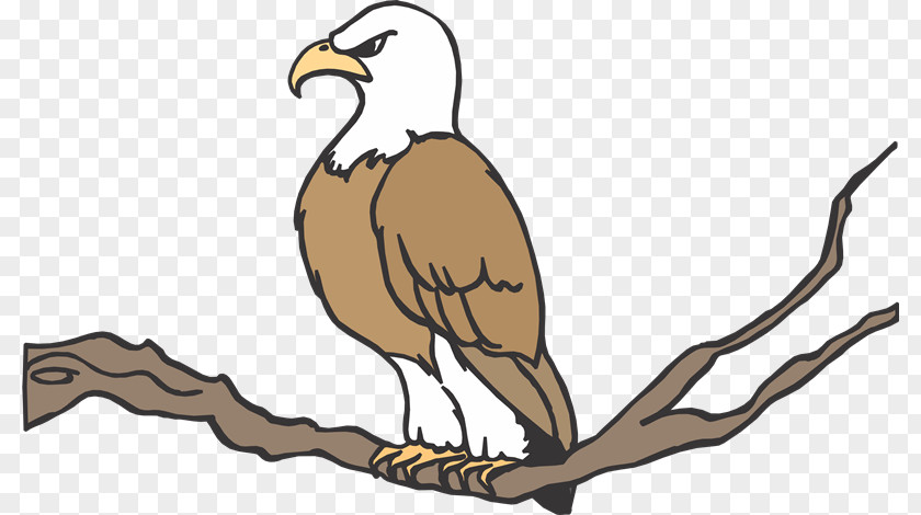 Aves Vulture Eagle Cartoon Bird Clip Art PNG
