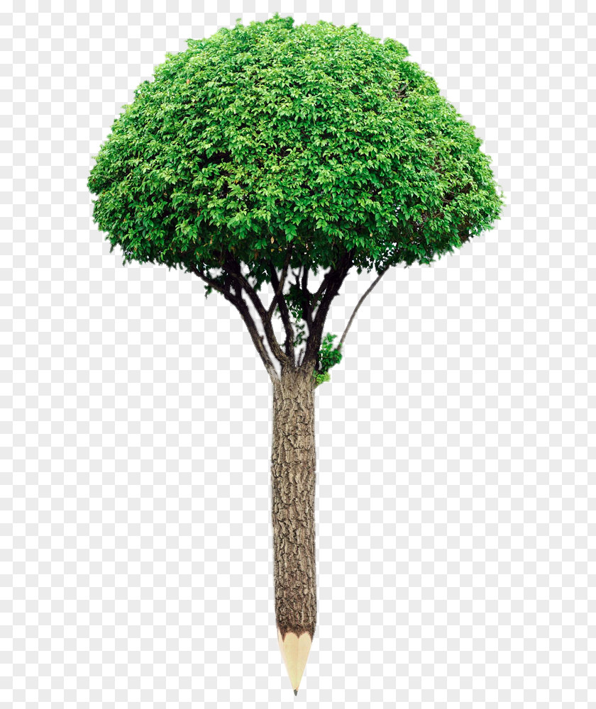 Creative Pencil Tree White Stock Photography PNG