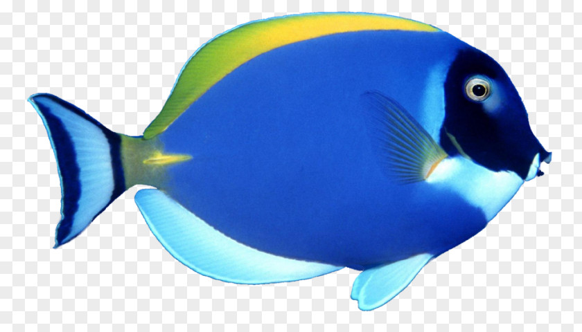 Fish Wallpaper Angelfish Tropical Clip Art PNG