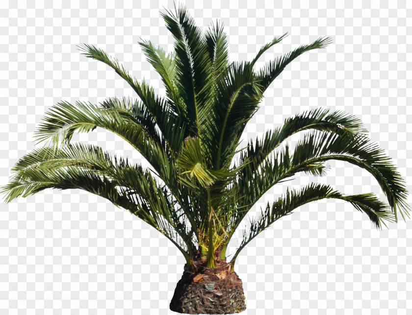 Palm Tree Arecaceae Attalea Speciosa Plant PNG