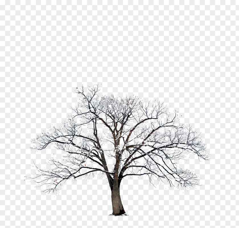 Tree Bible Photography Winter PNG