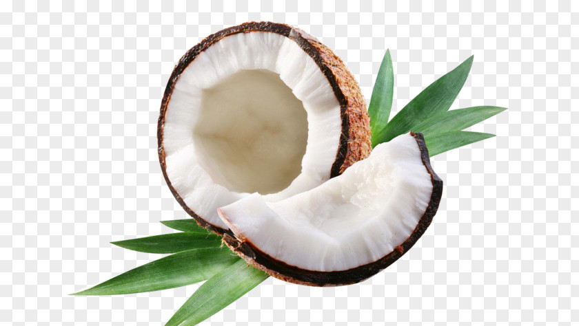 Food Plant Coconut PNG