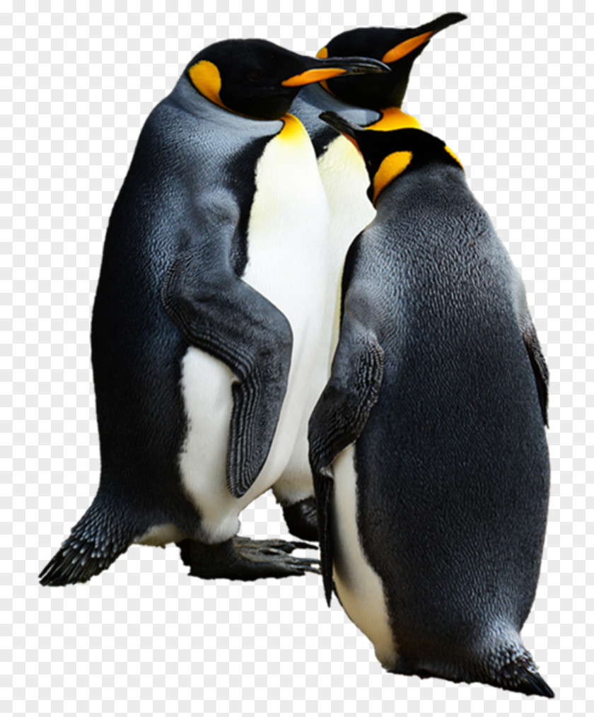 Gif Penguin Download Clip Art PNG