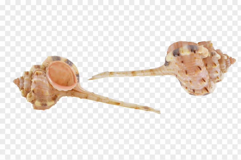 Seashell Murex Operculum Sea Snail Conch PNG
