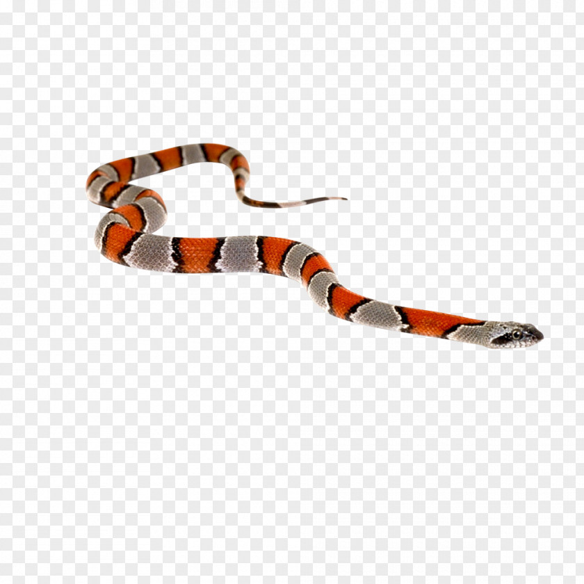 Snake Venomous Reptile Green Anaconda Cobra PNG