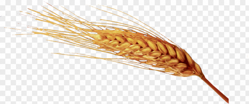 Spighe Di Grano Emmer Ear Common Wheat Cereal Germ PNG
