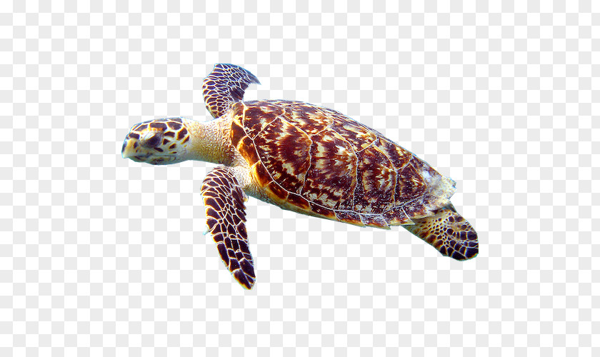Turtle Hawksbill Sea Reptile Loggerhead Baby PNG