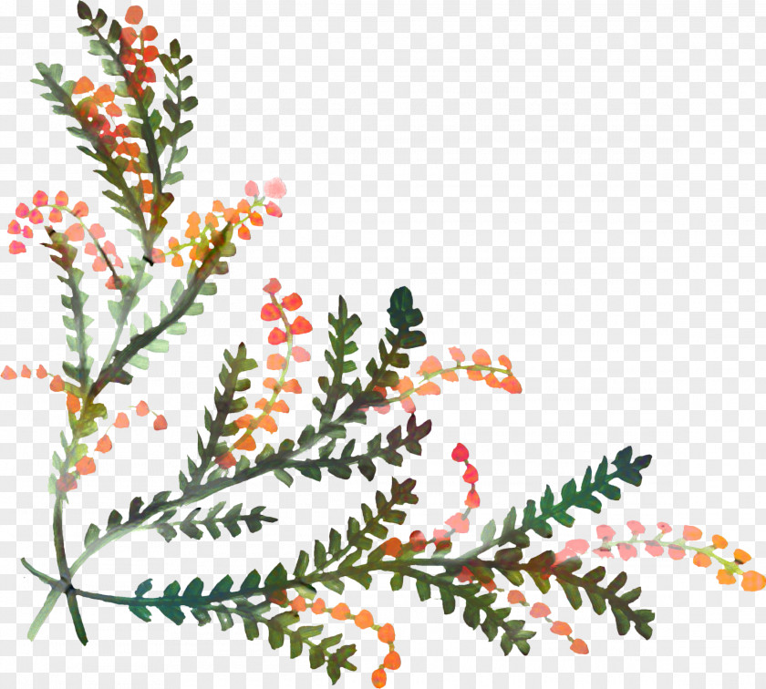 American Larch Vascular Plant Watercolor Christmas Tree PNG