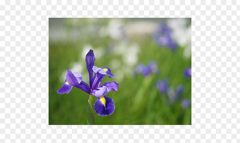 Flower Summer Bulbs Spring Iris × Hollandica PNG