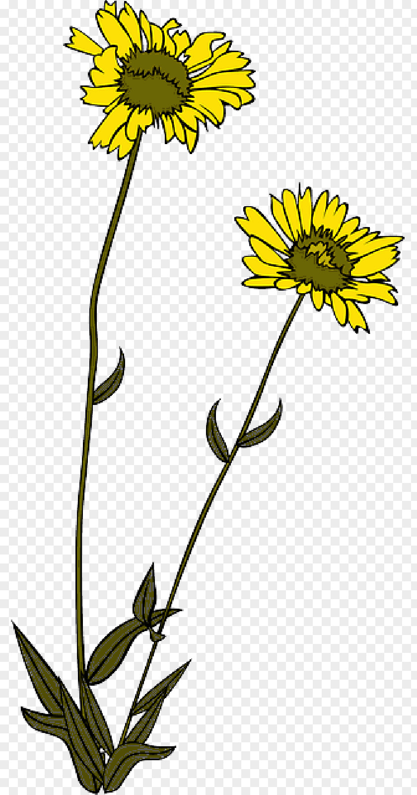 Perennial Sowthistle Daisy Family Drawing Of PNG