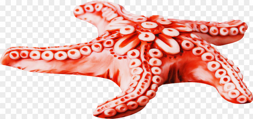 Red Pink Giant Pacific Octopus PNG
