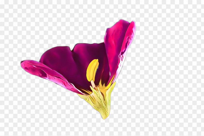 Flower Petal Violet Plant Purple PNG