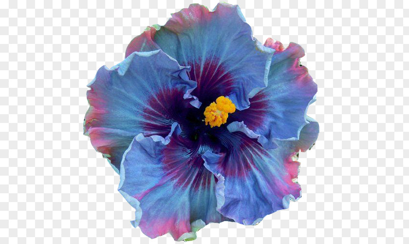 Flower Shoeblackplant Perennial Plant Seed Blue Hibiscus PNG