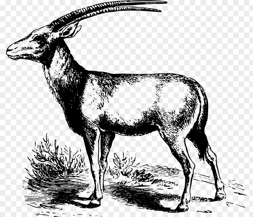 Gemsbok Antelope Pronghorn Clip Art PNG