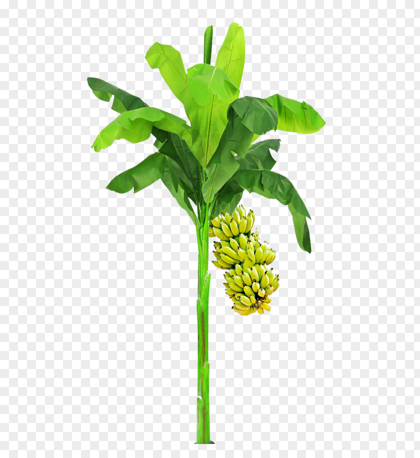 Leaf Plant Stem Flowerpot Tree PNG